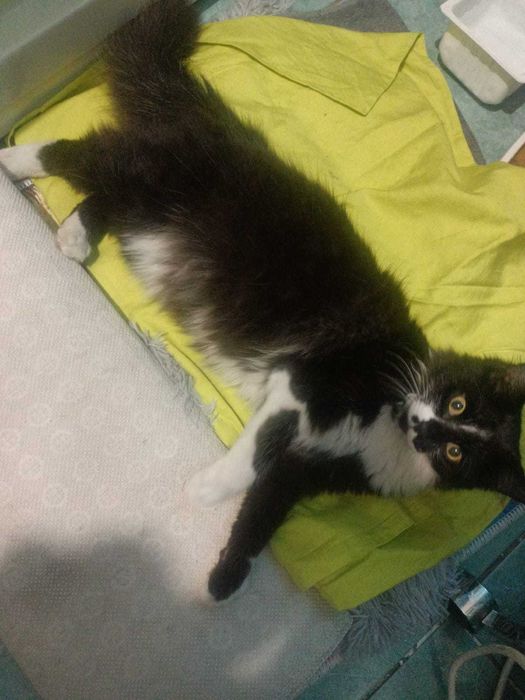 В заботливые руки котик