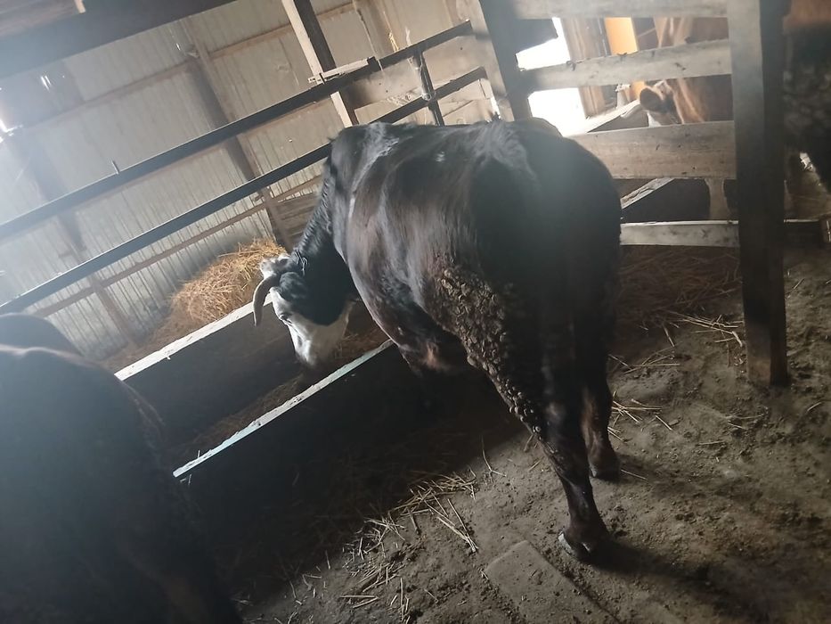 Продам двух стельных коров