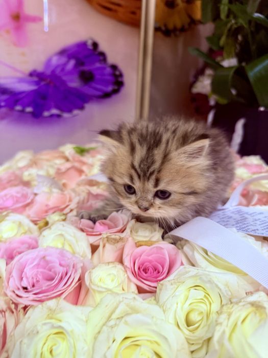 Британска золотая шиншилла табби!