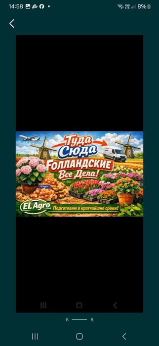 Рассада огурцов голландских сортов (предзаказ))