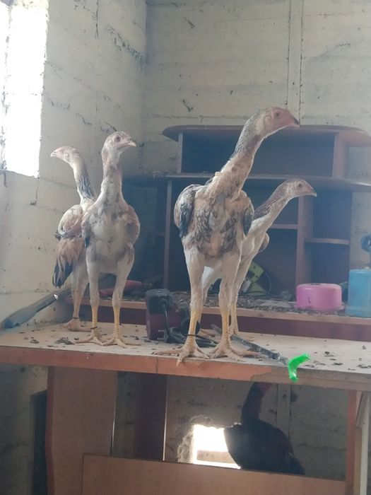 Дакан балапандар