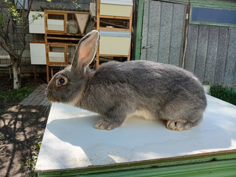 Продам кроликов породы НПВ (Строкач)