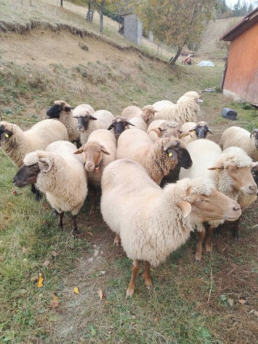 Oi tinere de vânzare,, preț negociabil