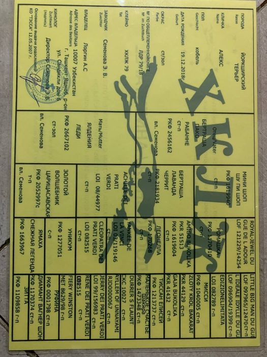 Вязка. Йоркширский терьер.