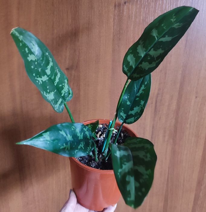 Аглаонемы ,растения комнатные