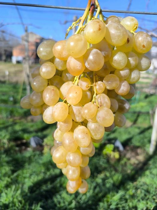 Butasi de vită de vie de anul 2 și de anul 3