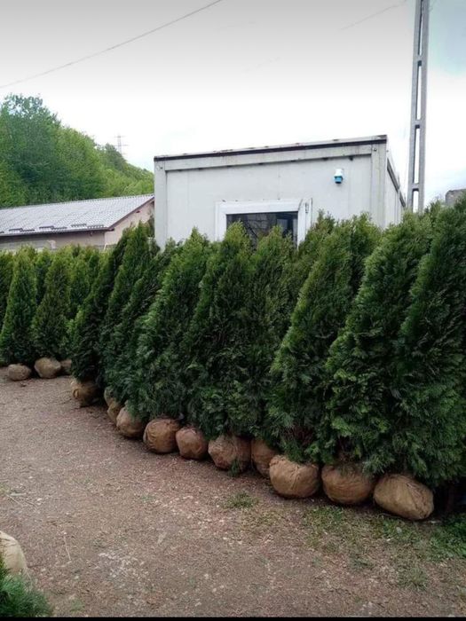 Tuia smarald aclimatizata