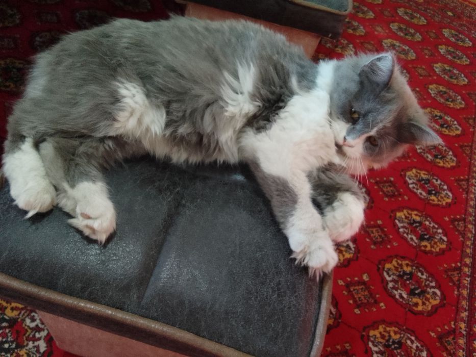 Скотиш страет. Хеланд.