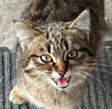 Умная кошка мышеловка