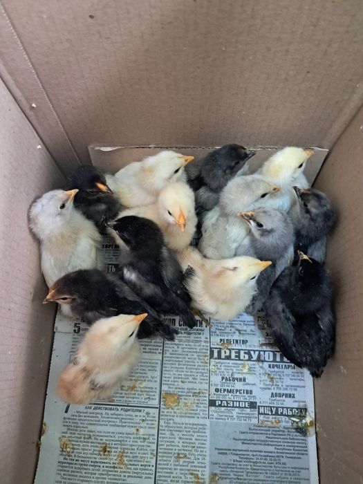 Цыпллята по 1200