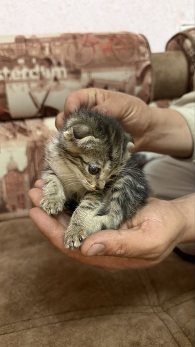 Отдаем котят в добрые руки