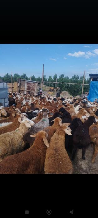 Кой кой кой бараны г.Алматы