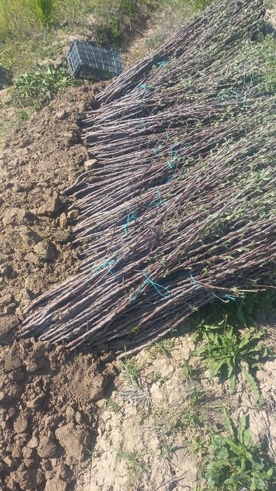 Саженцы плодовых