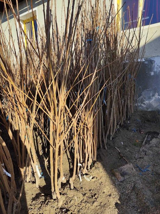 Cires altoi/aluni/Chandler/Agris.smochini/Paulownia.livrare