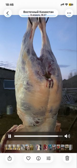 Продам тайчиков с откорма