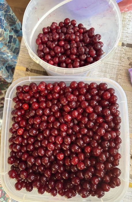 Дачная спелая вишня