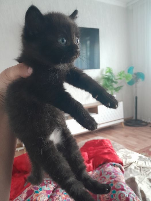Отдам котят серый и черный