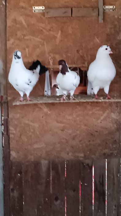 Vând porumbei  diferite rase