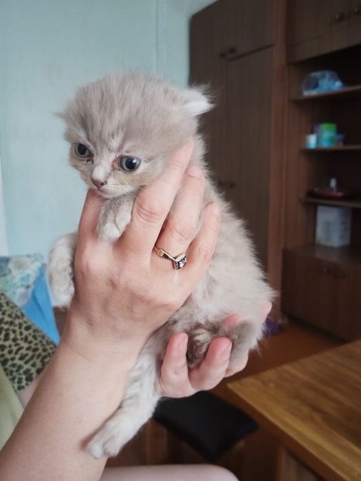 Скоттиш Фолды (вислоухие котята)