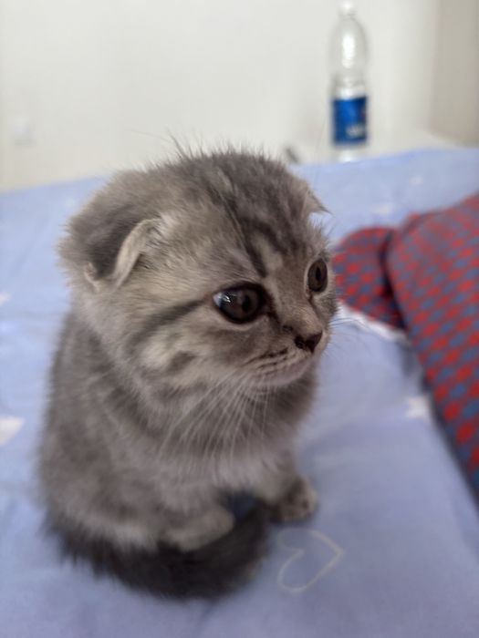 Британский вислоухи