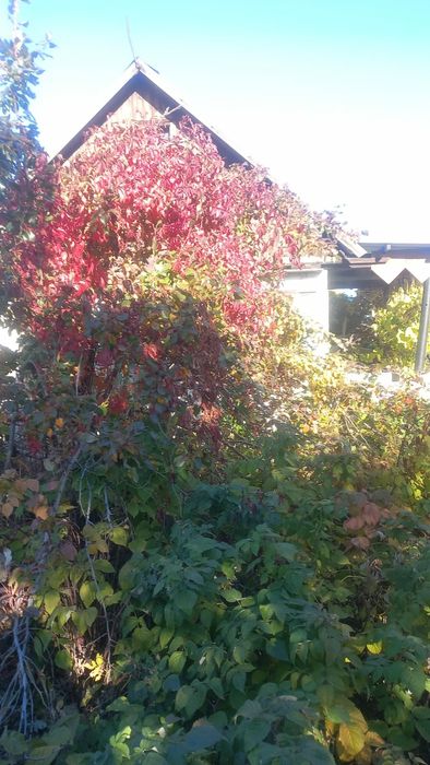 Дача сад Реченька