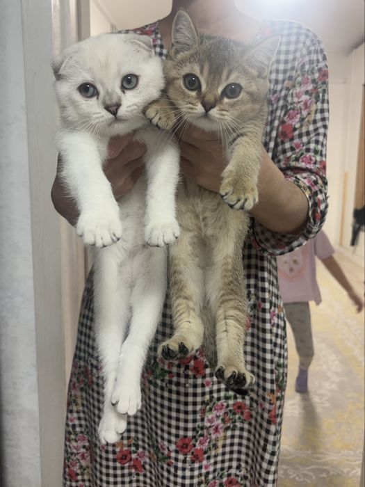 Шотландские шиншиллы
