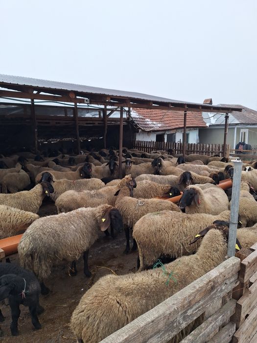 Vând oi bune de ținut fatate și nefatate