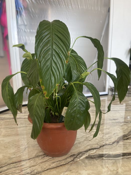 Planta de apartament Crinul pacii