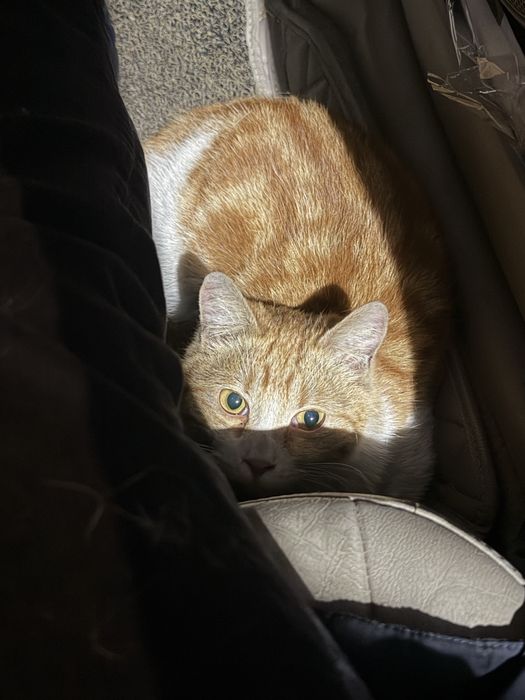 Кот в ответственные руки