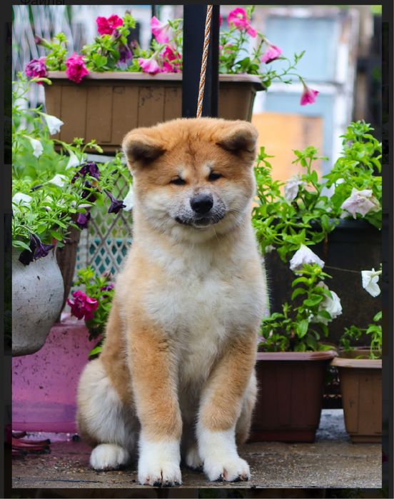 Щенки акита