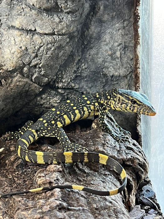 Варан / Varanus ornatus