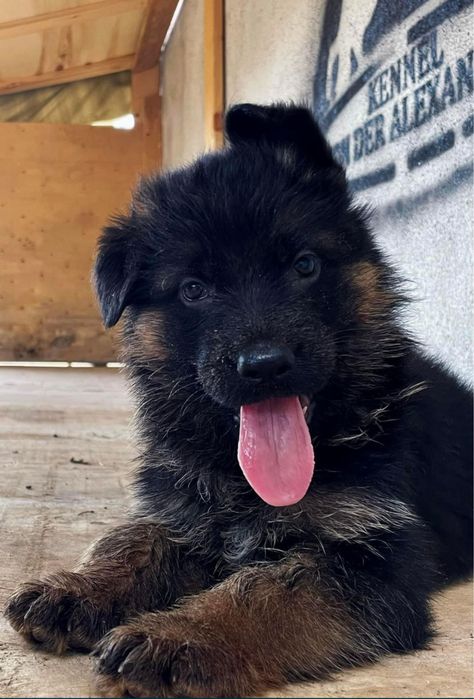 Елитни Родословни Немски Овчарки