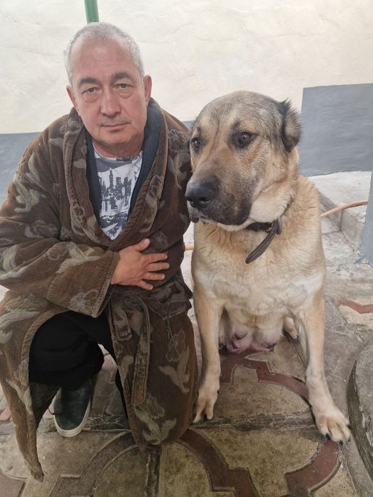 Готовятся к продаже щенки Кангала.