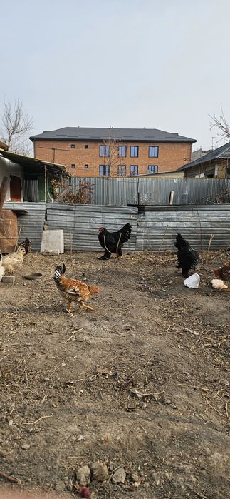 Қораз сатам бір жаста