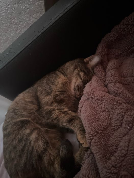 Милая кошечка Лия