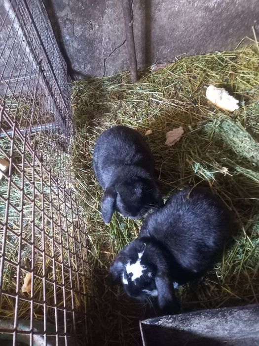 Vînd iepuri germani