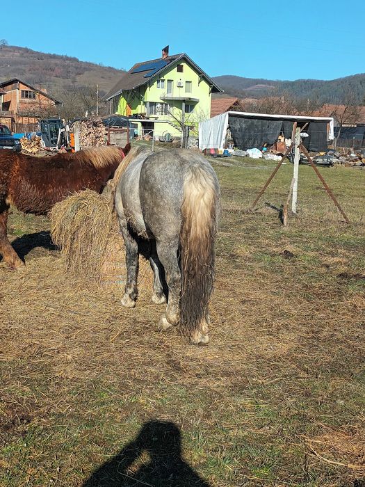 De vanzare manzi si tot ce se vede