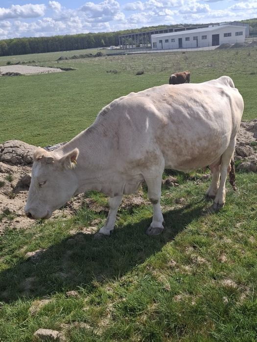 Vând vaca gestantă