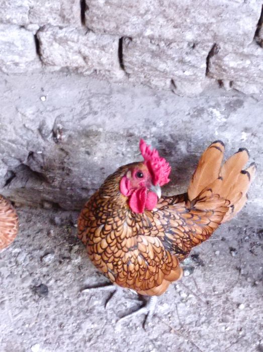 Продажа петух золотой сибрайт