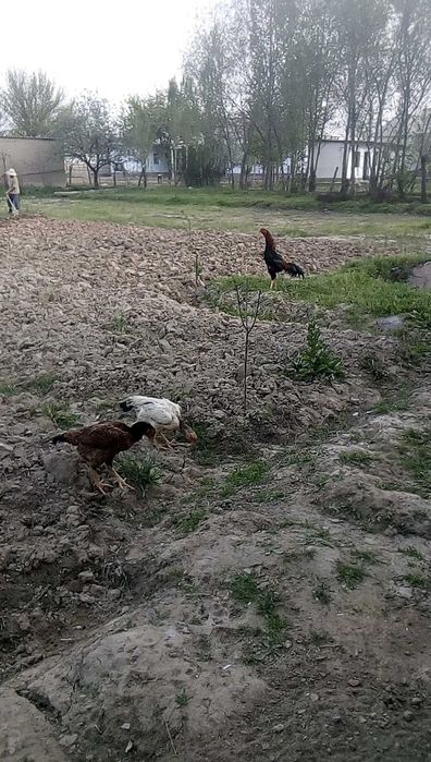 dakan tovuq 1xoʻroz va 20ta 2ʼ5 oylik joʻjalar sotiladi