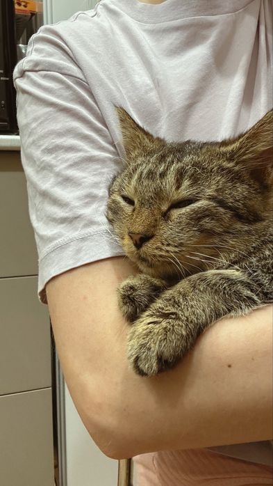 Умная кошка в добрые руки