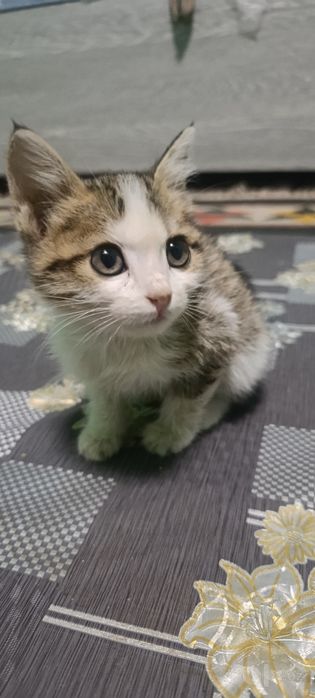 Kichkinagina mushukcha