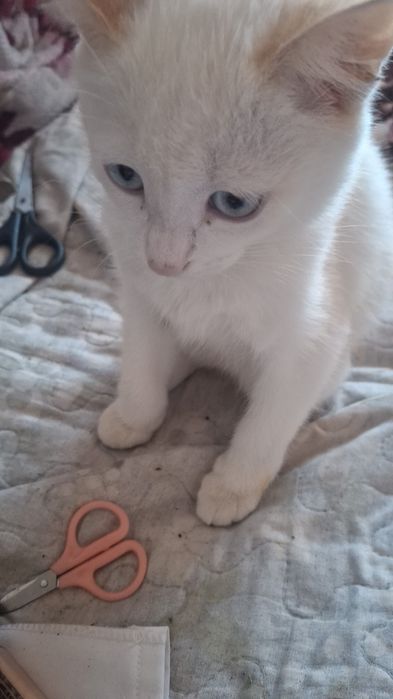 Отдам котёнка в добрые руки