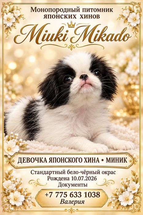 Девочка японского хина.