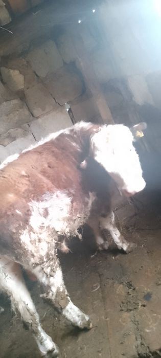 Бұқалар сатылады