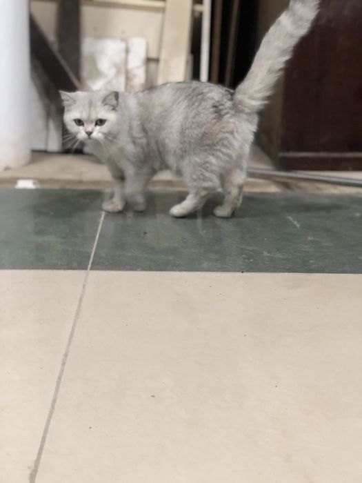 Британская шиншилла