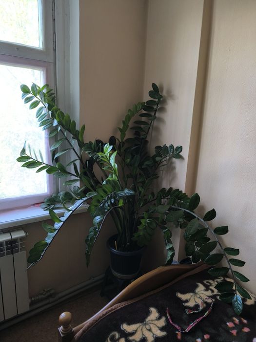 Продам Замиокулькас большой