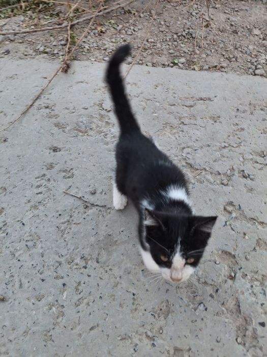 Котята, мальчик, девочка