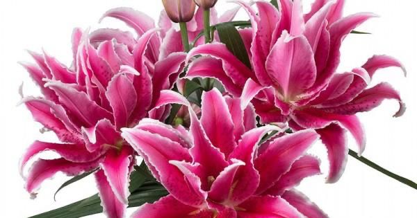 Vand gama larga de bulbi de criniii !