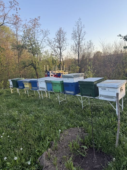 Lazi stupi albine goale de vanzare